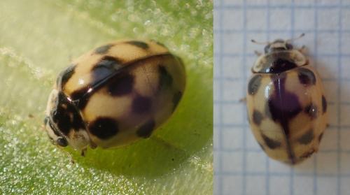 Réf. 221 074 : Adalia sp.